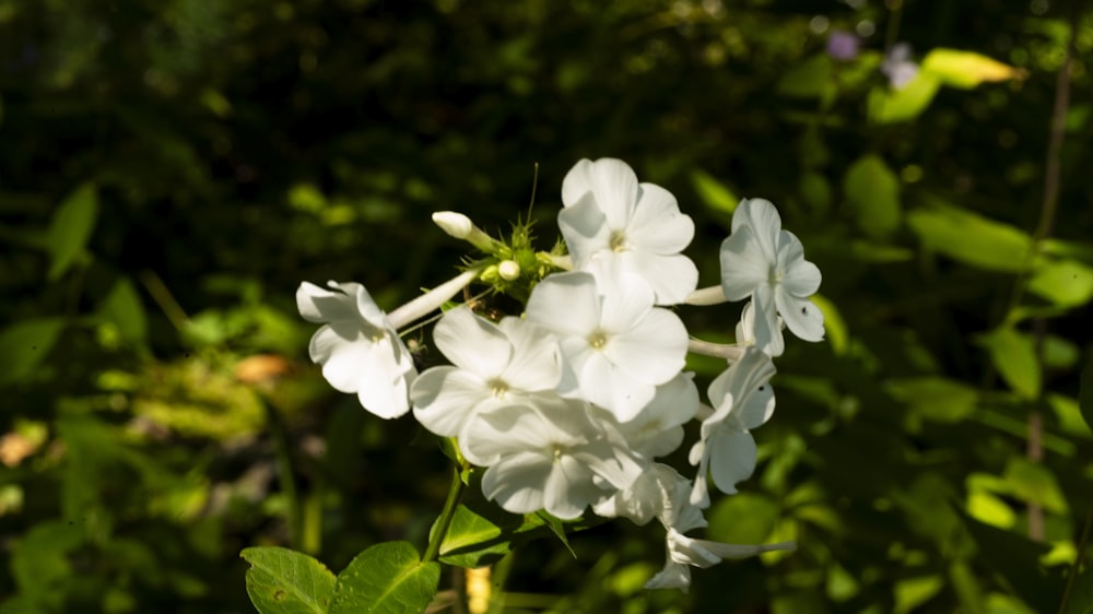 a cluster of white flowers with green leaves