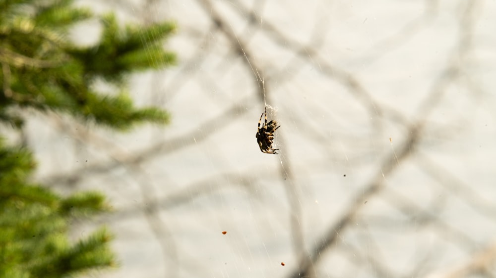 a spider hanging from a web in a tree