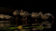 Four ducks are standing on the edge of a dark, calm body of water, with one extending its leg in a stretching motion. Their brown speckled feathers blend with the dim surroundings, while the water reflects their shapes and nearby foliage.