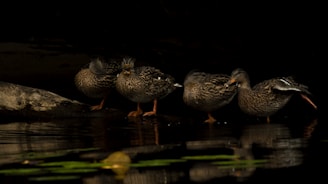 Four ducks are standing on the edge of a dark, calm body of water, with one extending its leg in a stretching motion. Their brown speckled feathers blend with the dim surroundings, while the water reflects their shapes and nearby foliage.