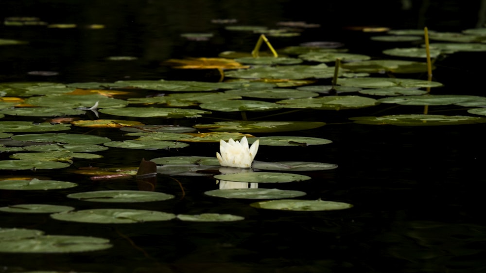 a white flower floating on top of a body of water