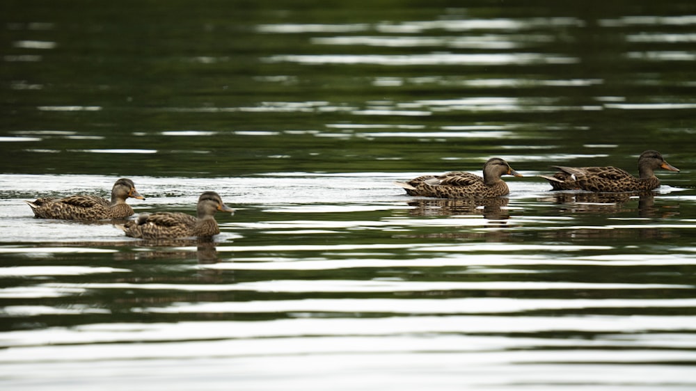 Un groupe de canards flottant au-dessus d’un lac