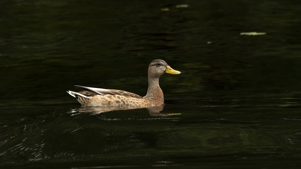 a duck floating on top of a body of water