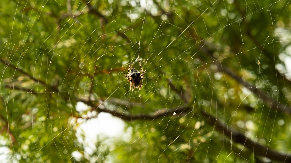 a spider sits on its web in a tree