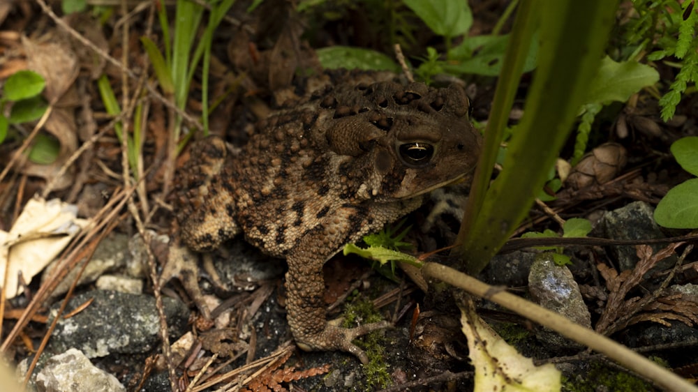 a frog is sitting on the ground in the grass