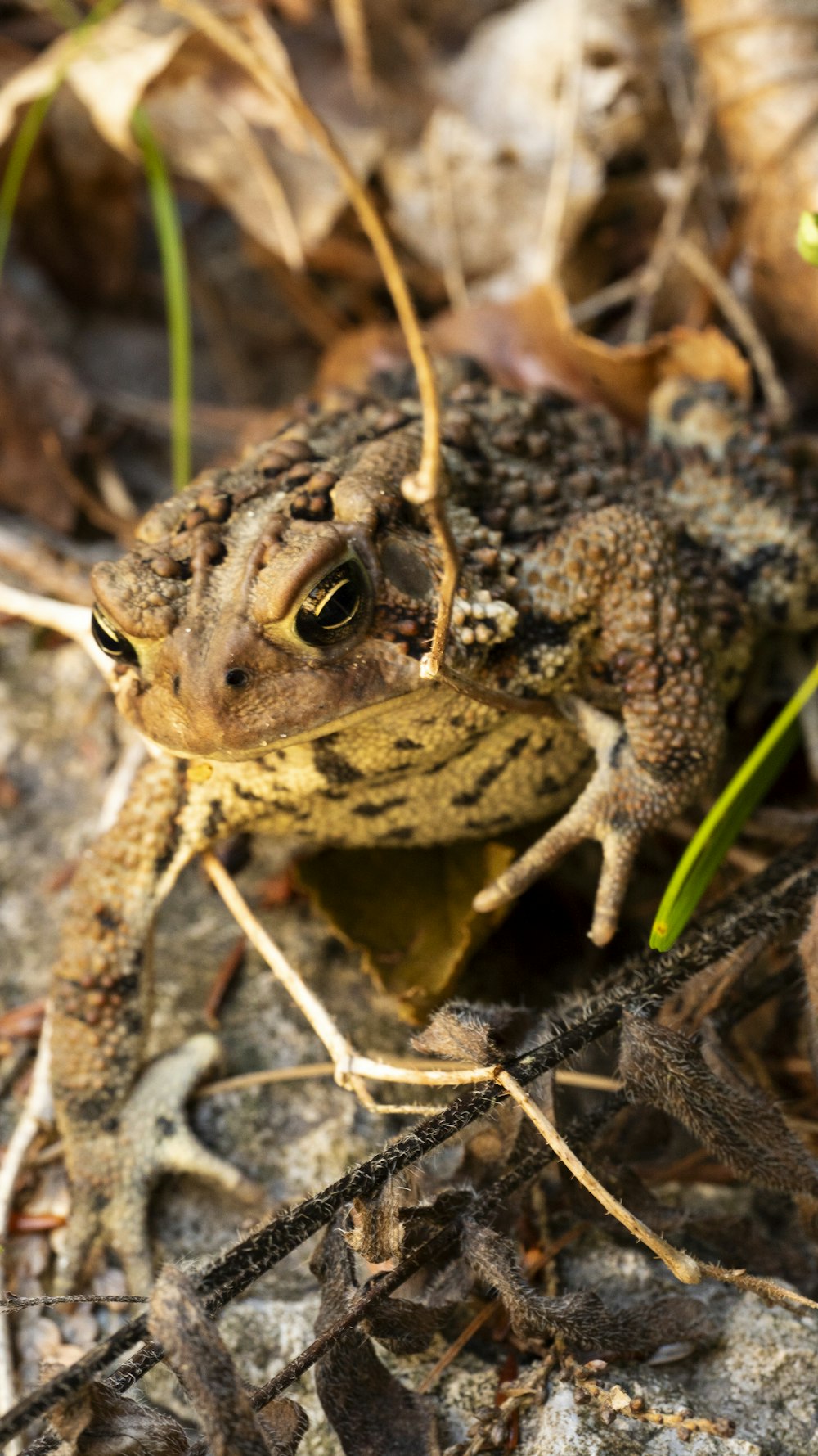 a frog sitting on the ground in the grass