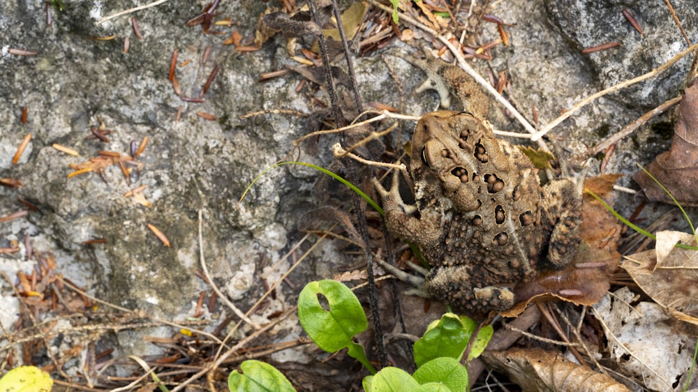 a frog that is sitting on the ground