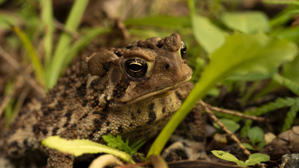 a frog sitting on the ground in the grass