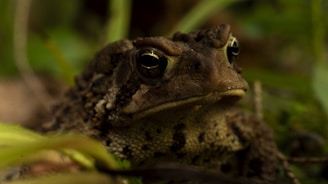 A close-up view of a toad with a bumpy, textured skin blending into the natural environment. It stares intently with large, reflective eyes amidst various shades of green and brown foliage.