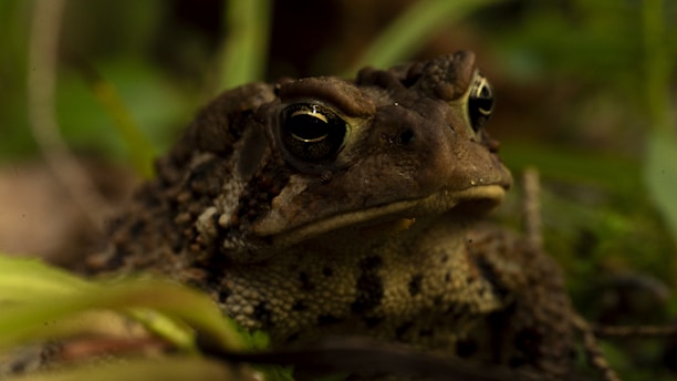 A close-up view of a toad with a bumpy, textured skin blending into the natural environment. It stares intently with large, reflective eyes amidst various shades of green and brown foliage.