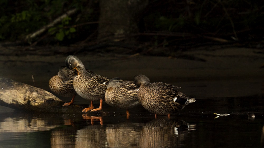 un groupe de canards assis au-dessus d’un plan d’eau