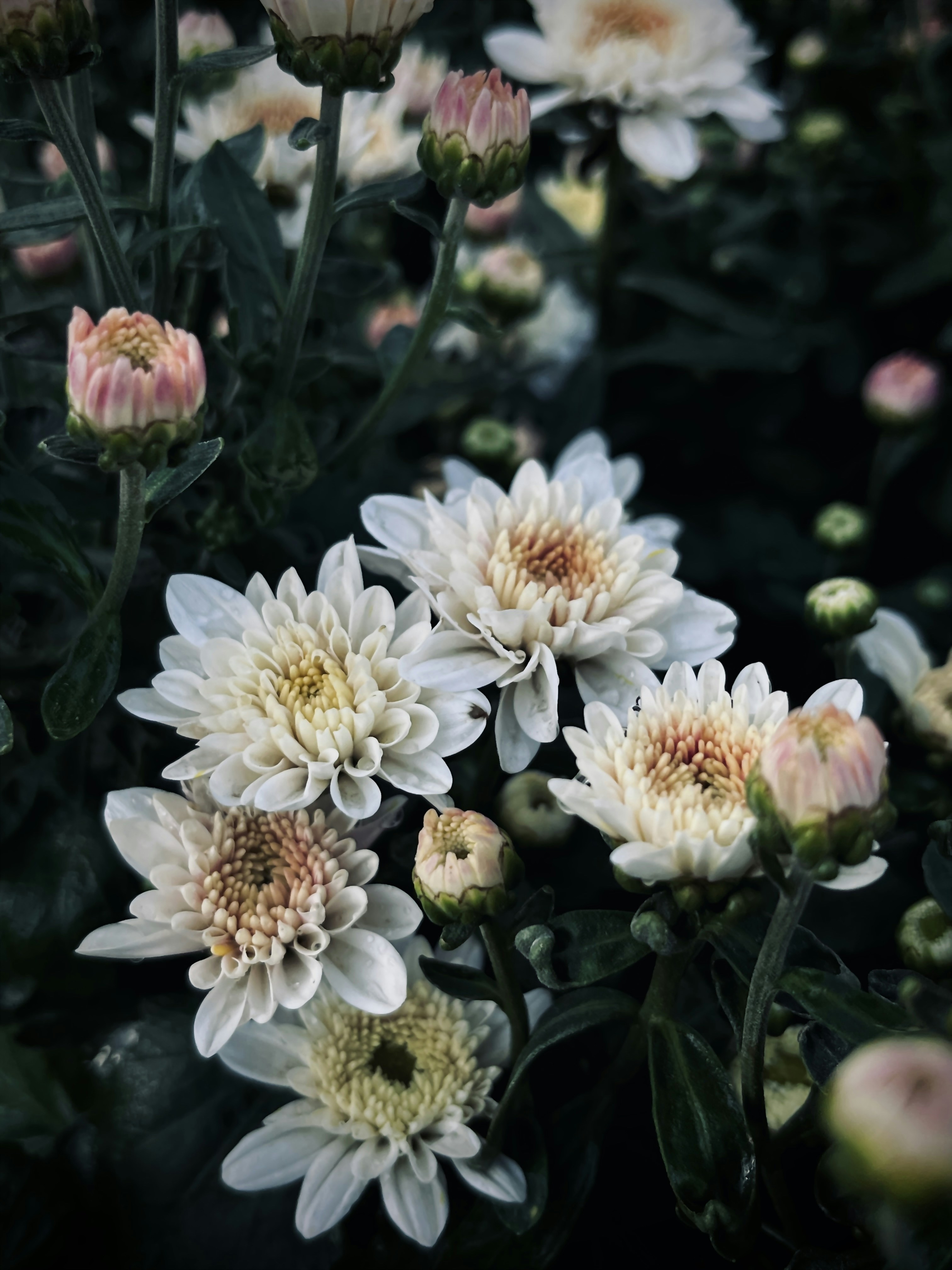 Photo by alwaysasish