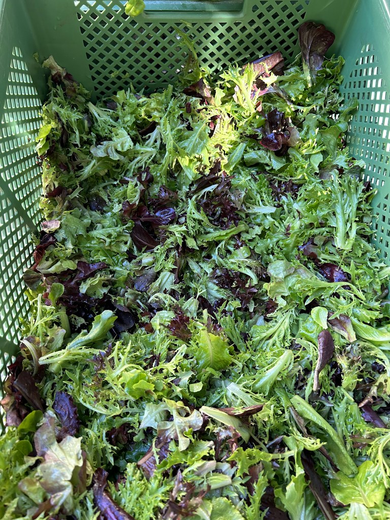 Fresh Spinach