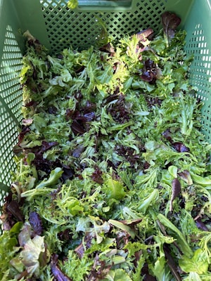 A green plastic basket filled with a mix of various fresh leafy greens, including different types of lettuce. The leaves are vibrant and varied in shades of green and purple, with a texture that appears crisp and fresh.