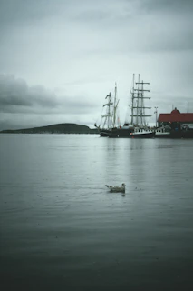 A quiet morning scene of the ship cutting through calm blue waters with seagulls flying nearby