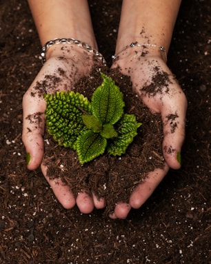 Close-up of hands holding rich soil with a small growing plant symbolizing growth and care.