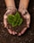 Hands covered in soil gently cradle a small, vibrant green plant with textured leaves. The soil is rich and dark, contrasting with the brightness of the plant, embodying a sense of nurturing and growth.