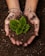 Hands covered in soil gently cradle a small, vibrant green plant with textured leaves. The soil is rich and dark, contrasting with the brightness of the plant, embodying a sense of nurturing and growth.