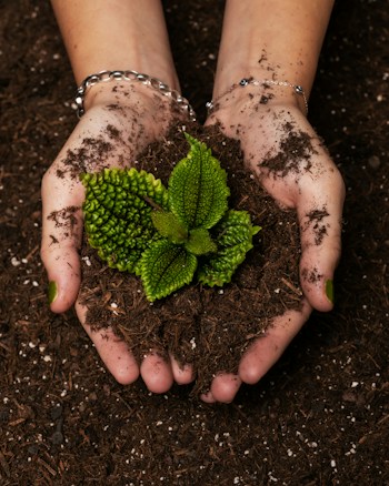 Hands covered in soil gently cradle a small, vibrant green plant with textured leaves. The soil is rich and dark, contrasting with the brightness of the plant, embodying a sense of nurturing and growth.