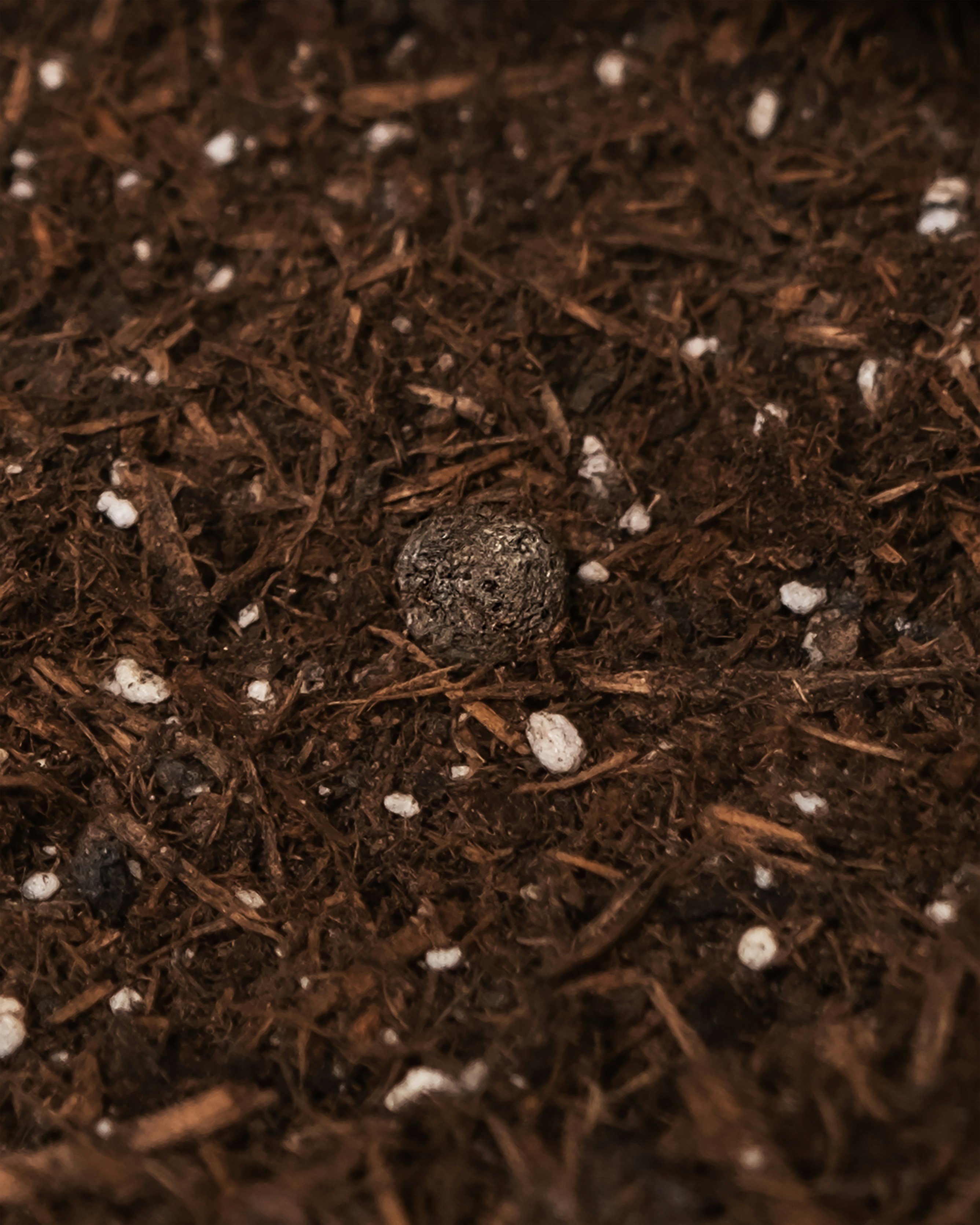 Close-up of white salt and mineral buildup crust on the surface of potting soil in a container, a common issue in self-watering systems