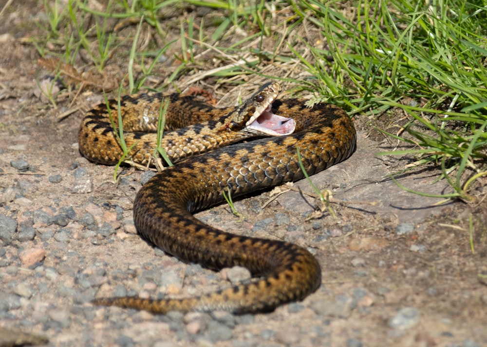 a snake that is laying on the ground