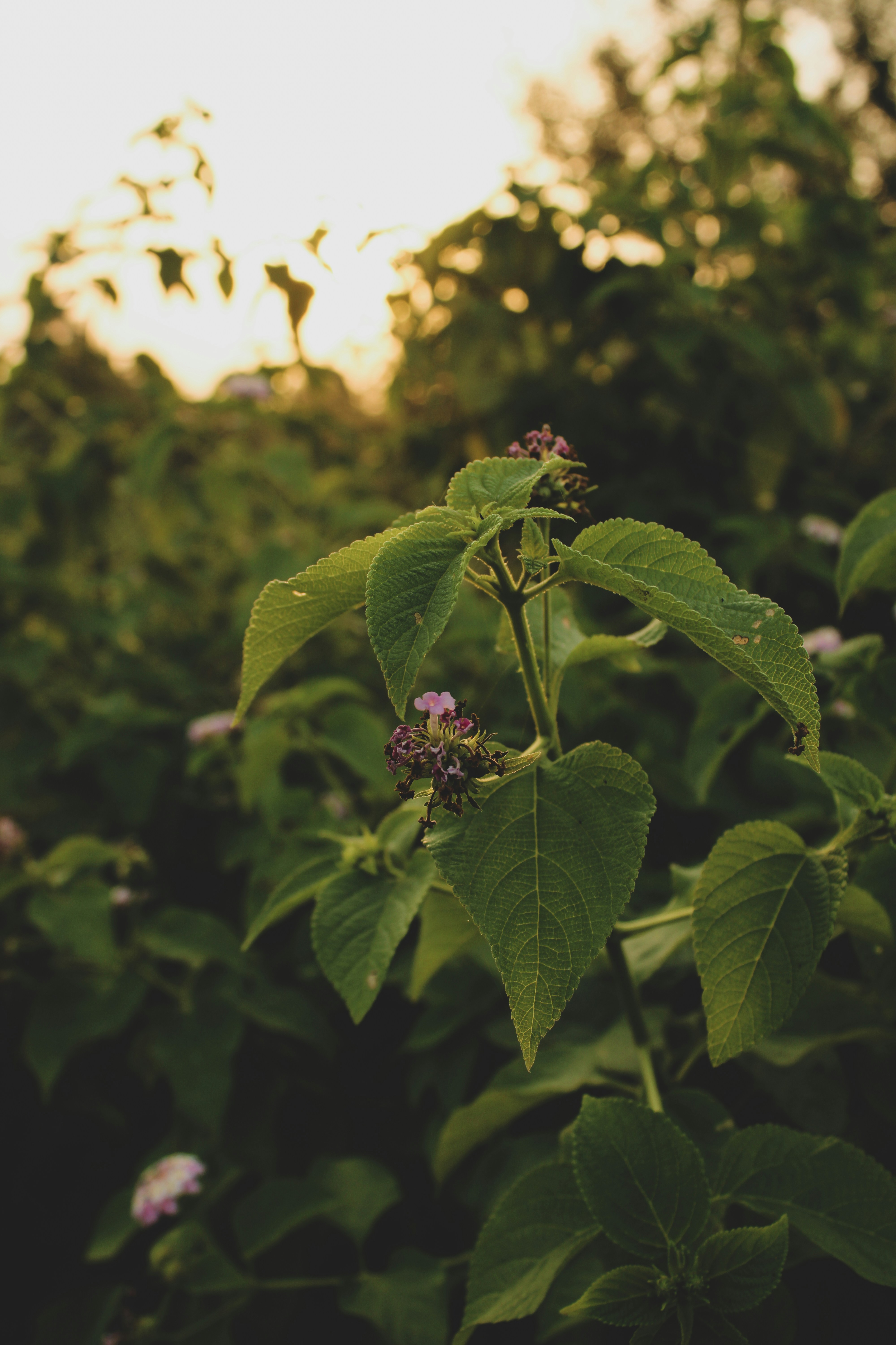 Photo by ____aka_dev0