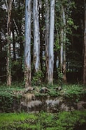 Tall eucalyptus trees with peeling bark rise amidst dense foliage and vines. Three peacocks are walking on a grassy and vine-covered embankment, which is bordered by a stone wall. A lush, green layer of grass covers the area near a small body of water below the embankment.