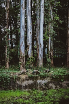 Tall eucalyptus trees with peeling bark rise amidst dense foliage and vines. Three peacocks are walking on a grassy and vine-covered embankment, which is bordered by a stone wall. A lush, green layer of grass covers the area near a small body of water below the embankment.