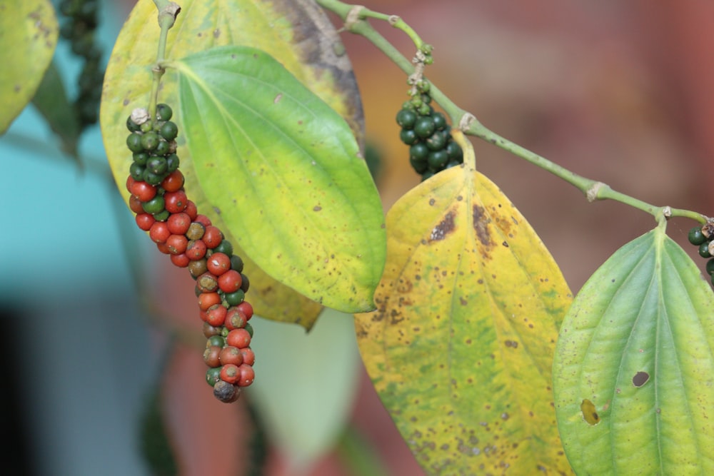 a bunch of berries hanging from a tree branch