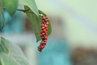 A close-up view of a cluster of red and green peppercorns hanging from a leafy plant. The background is softly blurred, highlighting the texture and color of the peppercorns and leaves.
