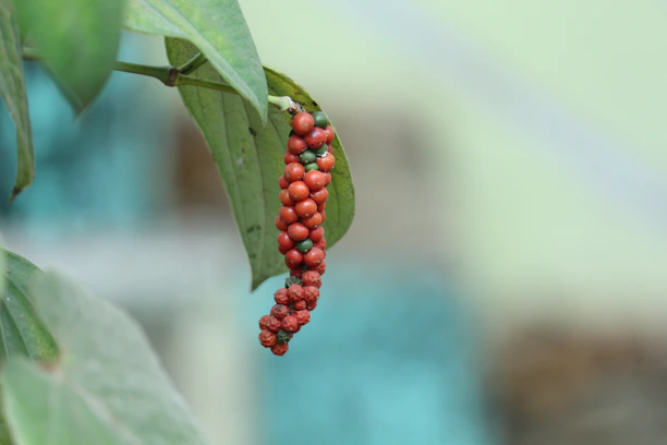 Detailed macro shot of glossy black Gampola peppercorns clustered on a rustic wooden surface.