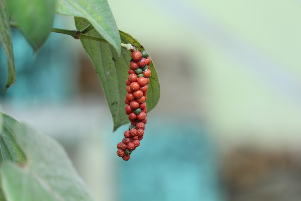 a bunch of red berries hanging from a green leaf