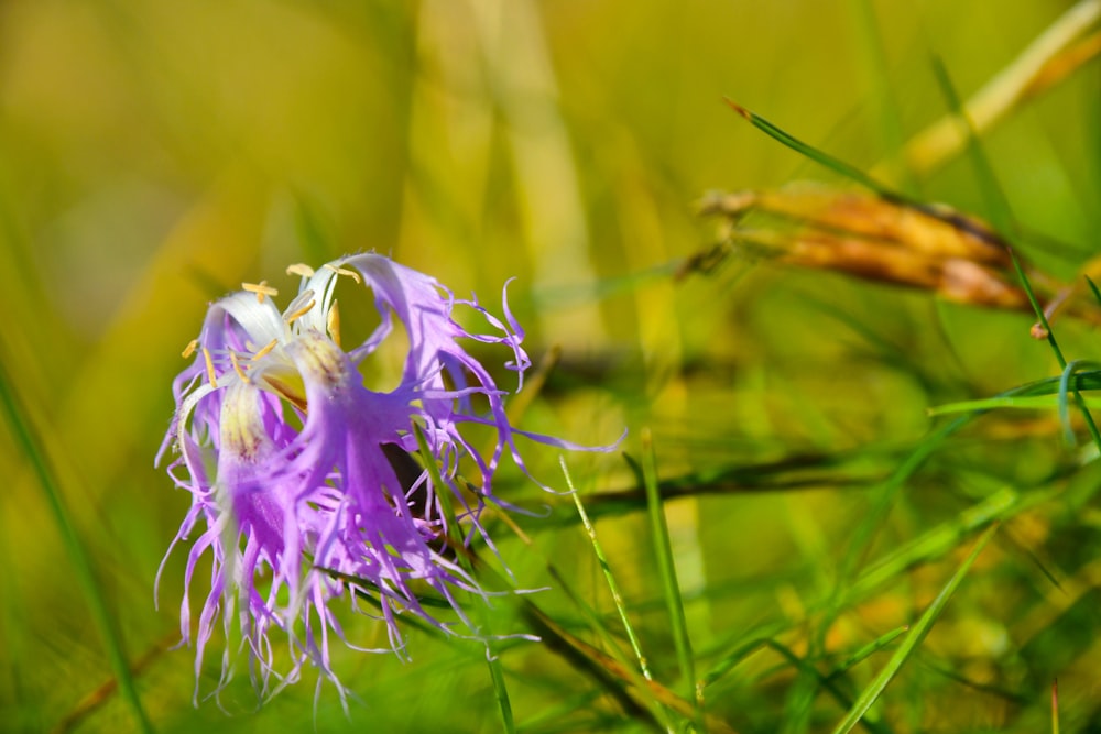 a purple flower sitting on top of a lush green field