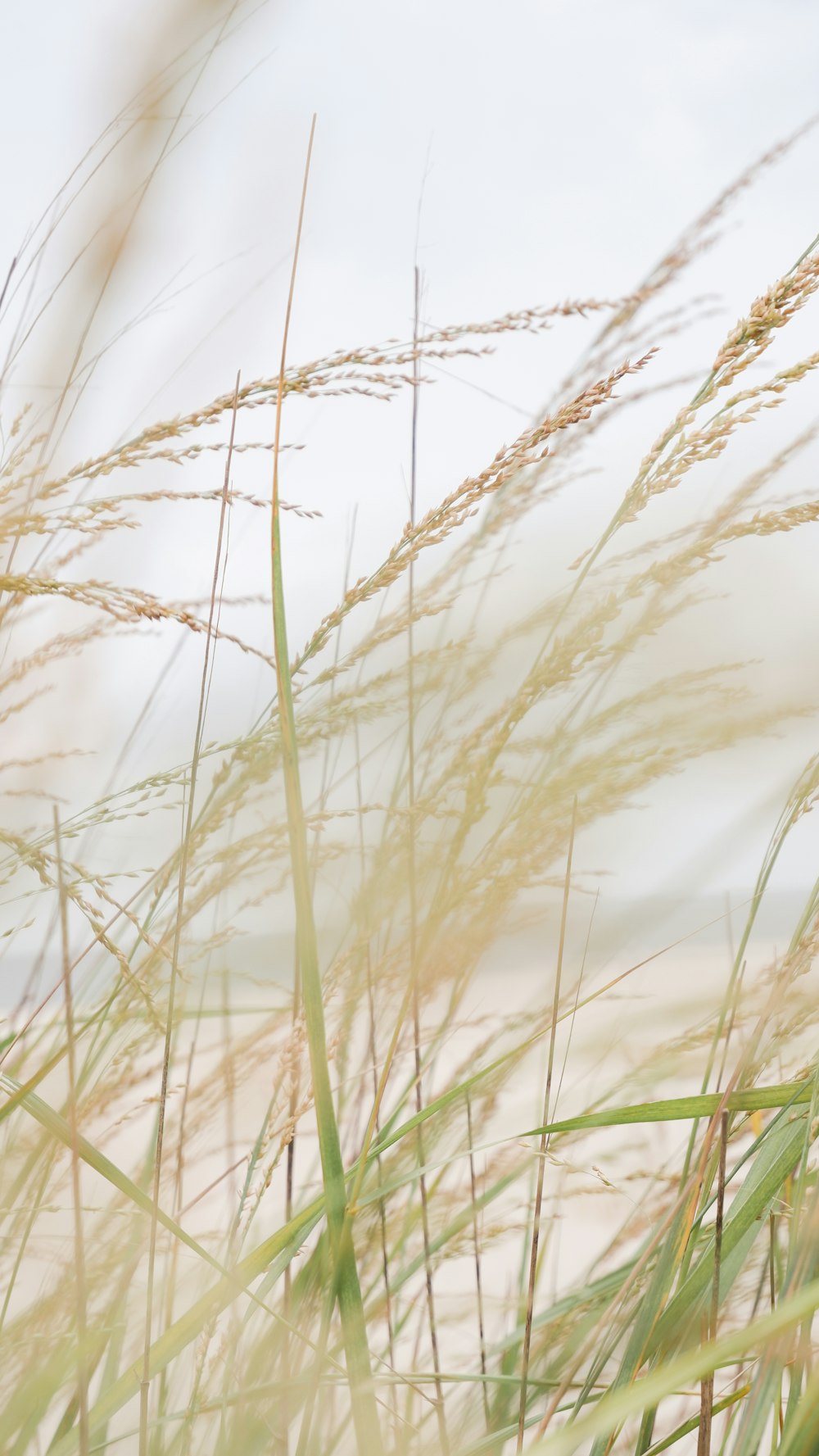 the grass is blowing in the wind on the beach