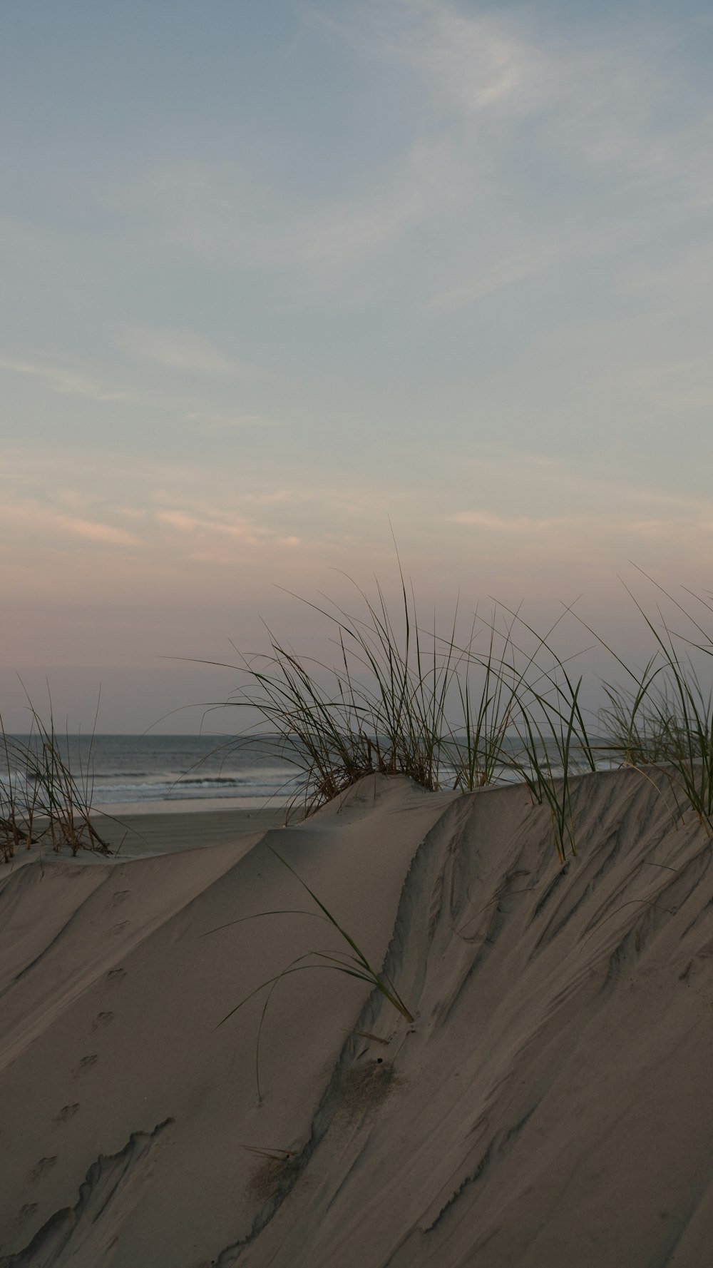 a couple of tall grass sitting on top of a sandy beach