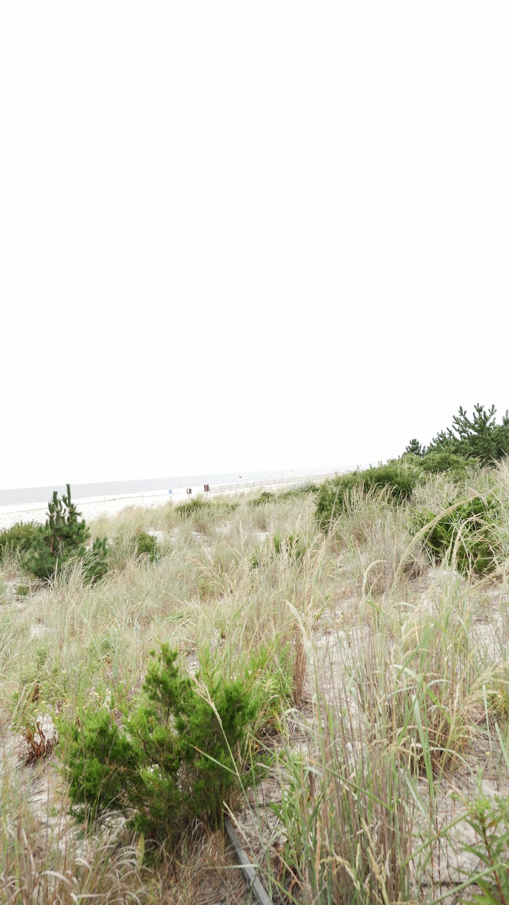 an elephant standing on top of a sandy beach