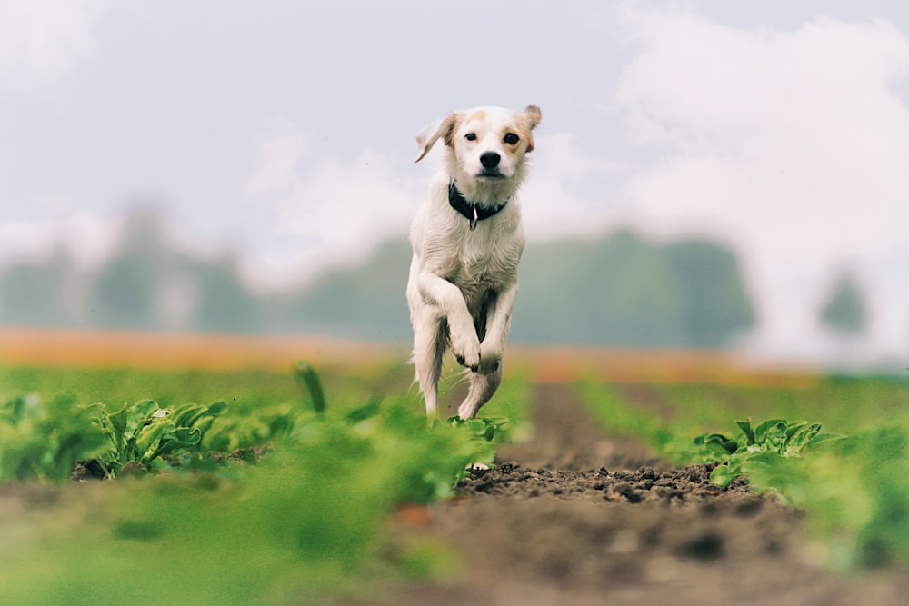 a dog is running through a field of lettuce