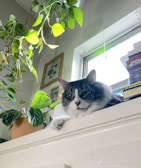 A sleek black cat perched gracefully on a wooden shelf surrounded by plants.