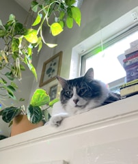 A black cat lounging on a sunny windowsill with plants around.