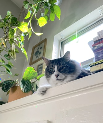 A sleek black cat perched gracefully on a wooden shelf surrounded by plants.