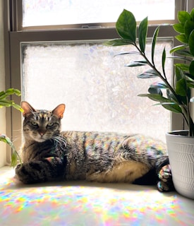 A fluffy orange tabby cat lounging on a sunny windowsill surrounded by potted plants.