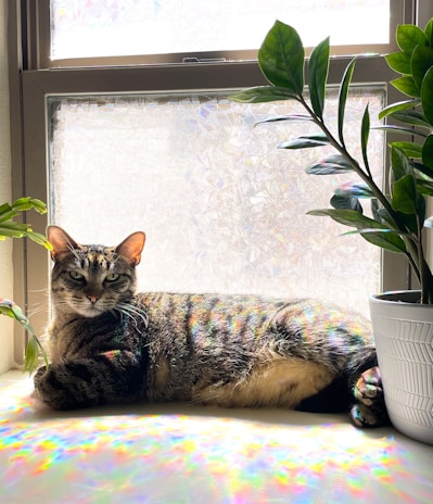 A fluffy orange tabby cat lounging on a sunny windowsill surrounded by potted plants.