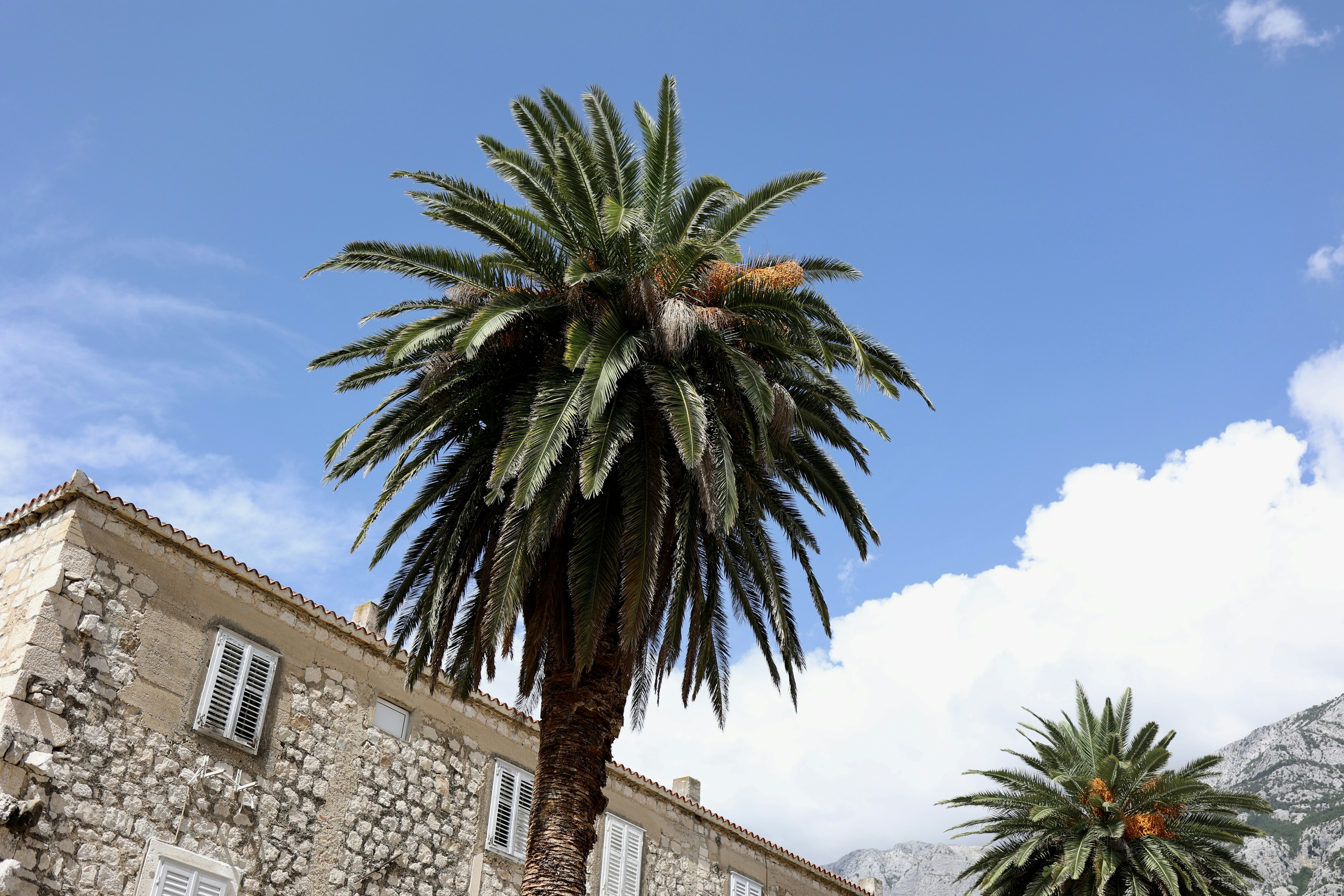 Una palma davanti a un edificio in pietra