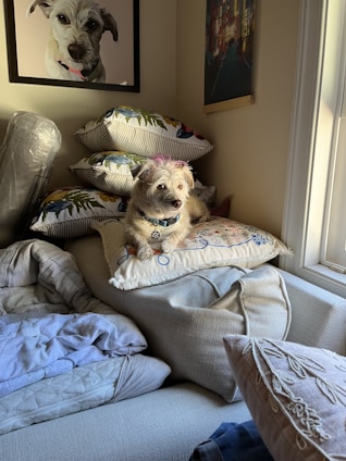 A cozy scene of a happy dog lounging beside a stack of carefully selected dog essentials.