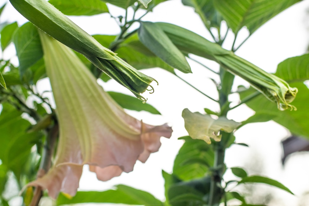 a close up of a flower on a plant