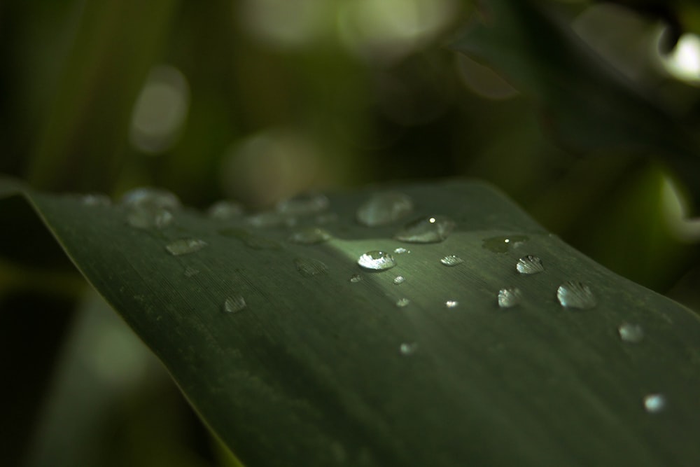 a green leaf with water droplets on it