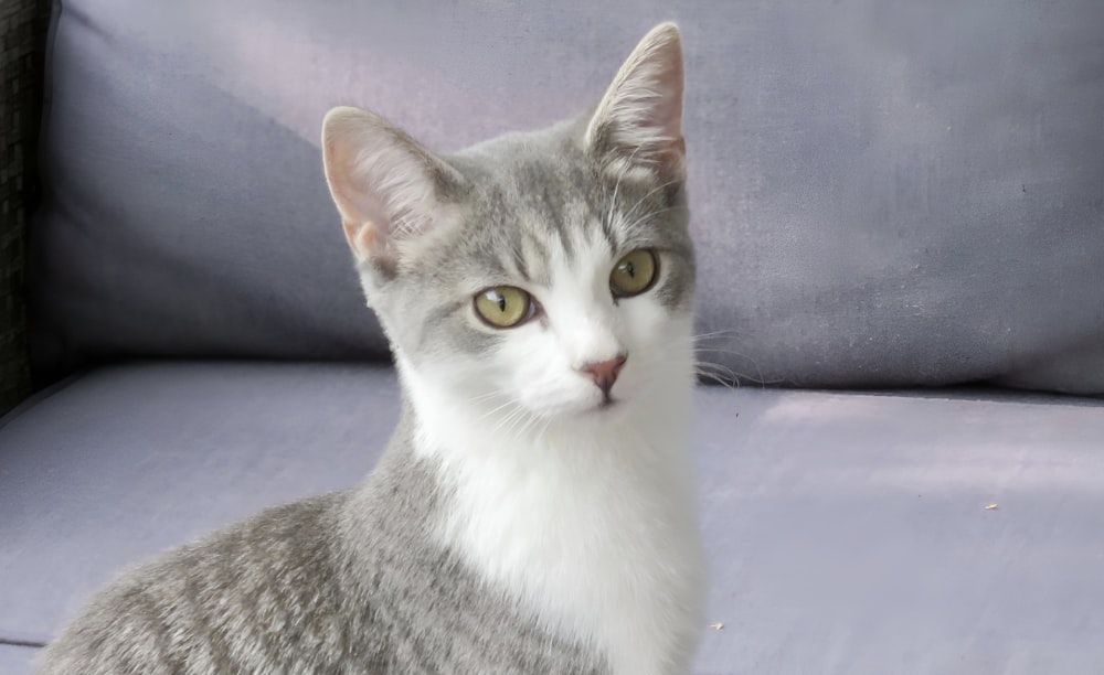 a gray and white cat sitting on top of a couch