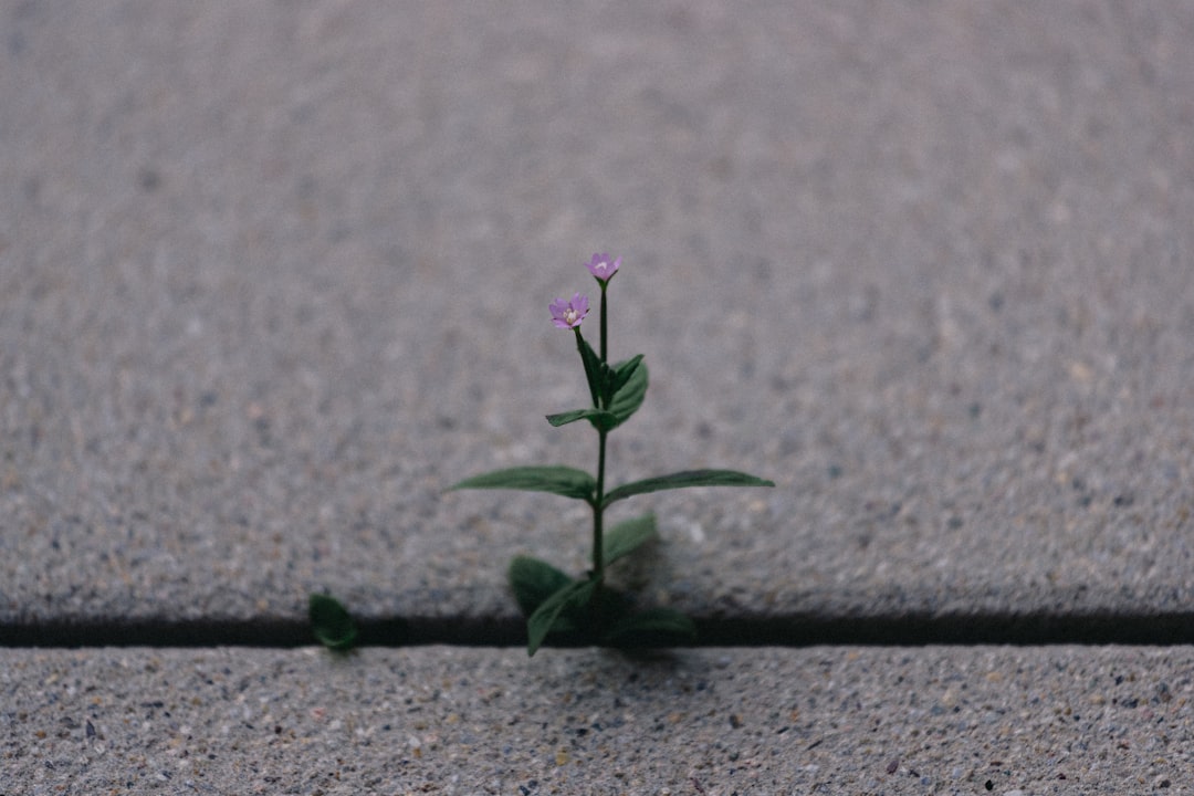 a small plant sprouts out of the pavement,