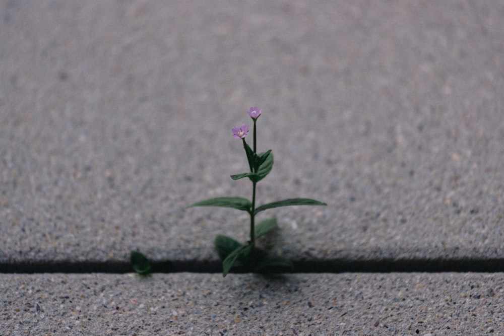 a small plant sprouts out of the pavement