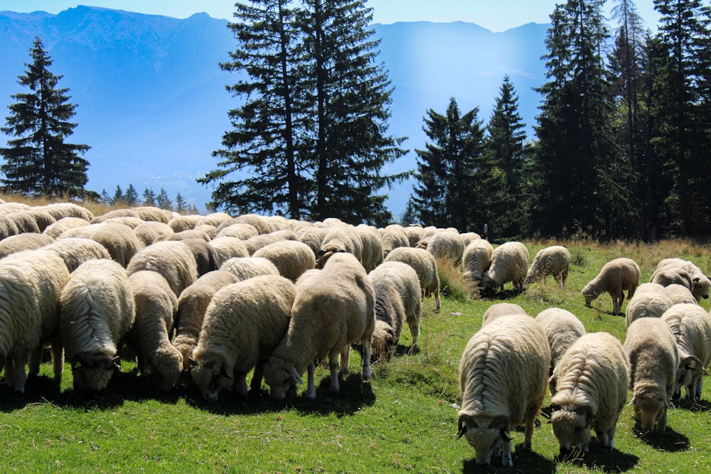 a herd of sheep grazing on a lush green hillside